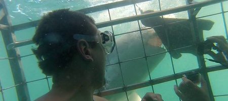 marine dynamics shark cage diving